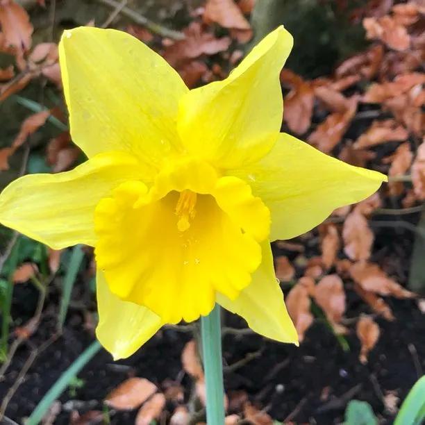 Carlton Daffodil (Narcissus Carlton) Hero Img